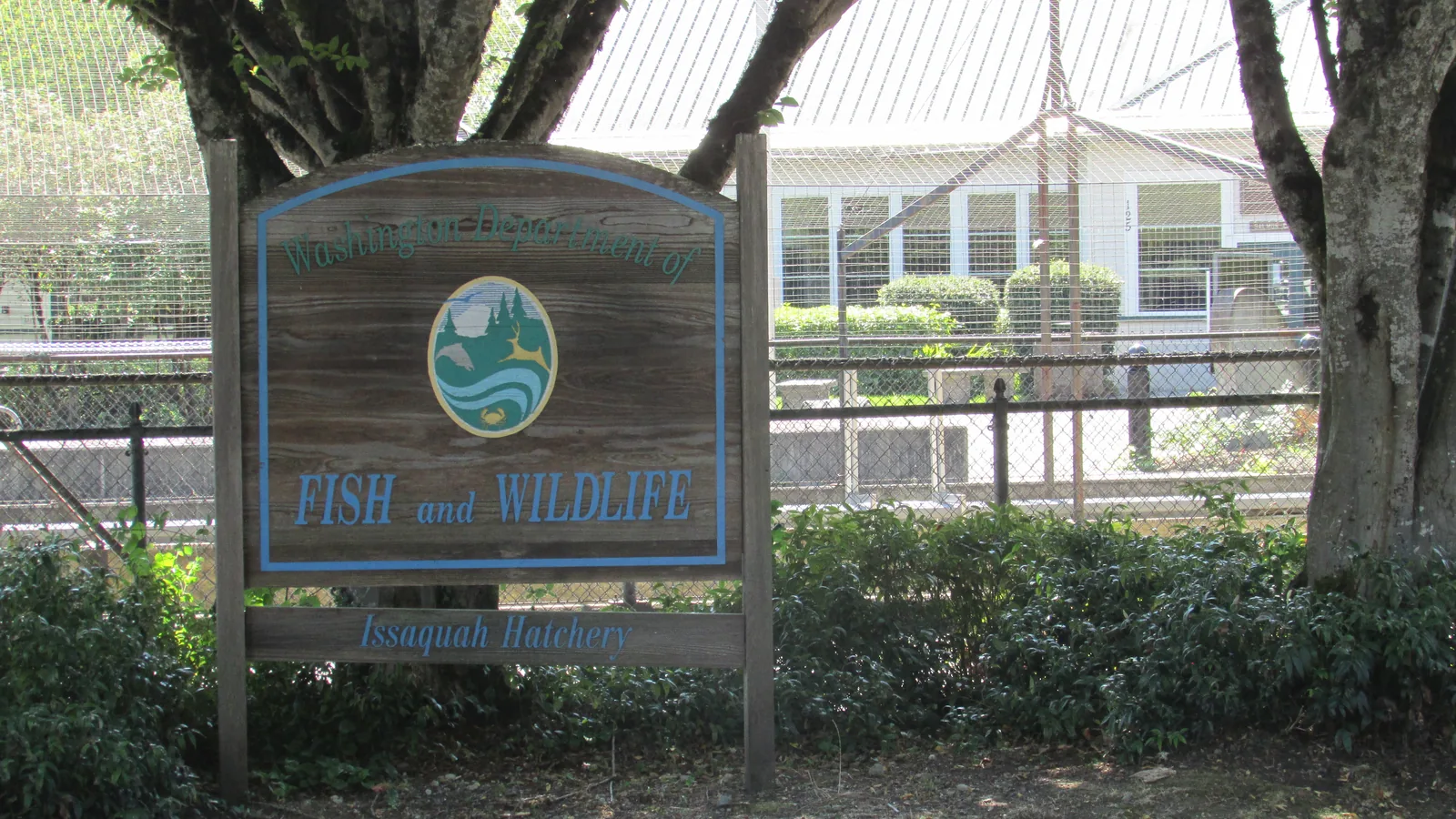 The Issaquah Salmon Hatchery, a long building with a gray roof beside a creek, with yellow trees in front.