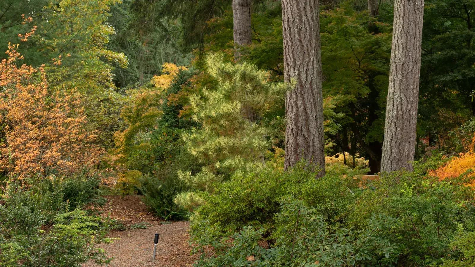 A path through the Lake Wilderness Arboretum in Maple Valley.