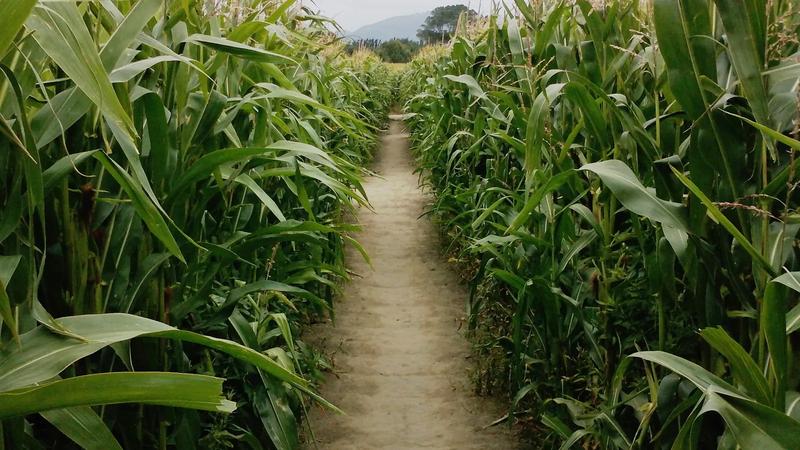 A path between tall corn stalks in a corn maze.