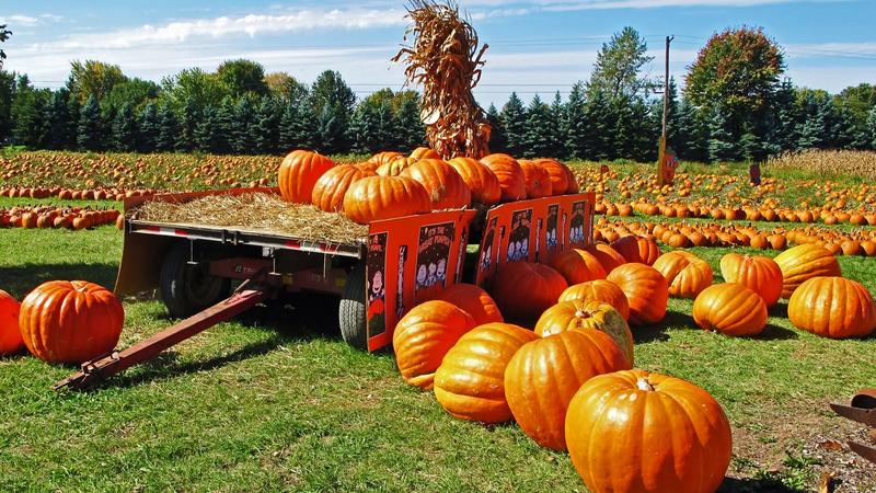 Rows of orange pumpkins in a field.