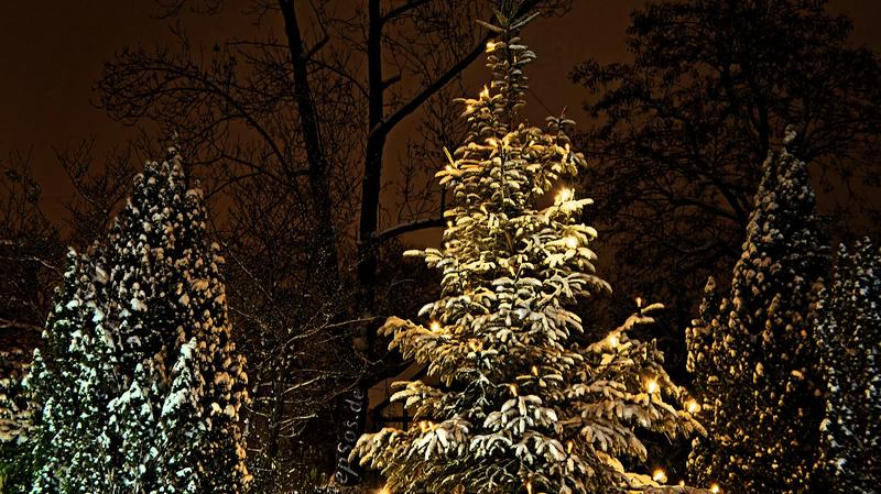A Christmas tree covered in warm white lights at night.